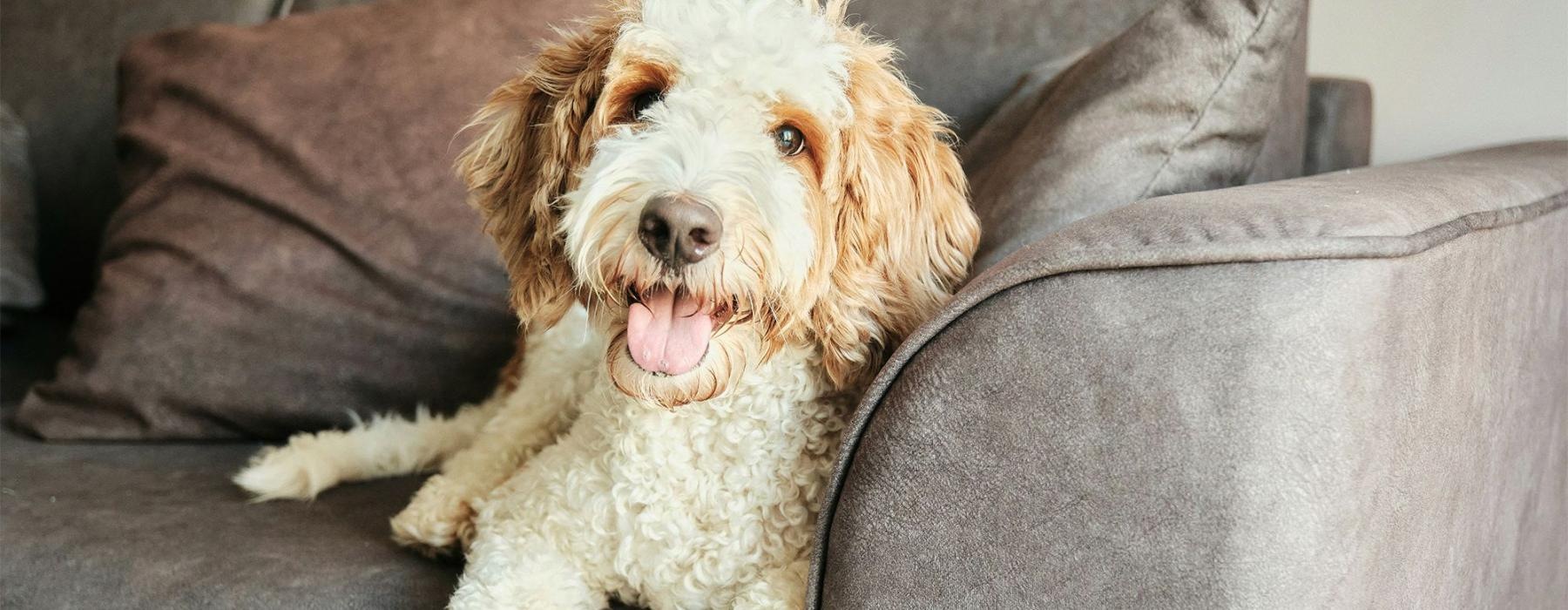 a dog lying on a couch