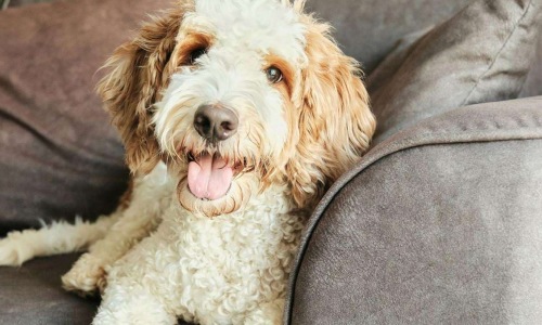 A dog laying on a couch at Sugar Creek Apartments in Fenton, MO 63026.